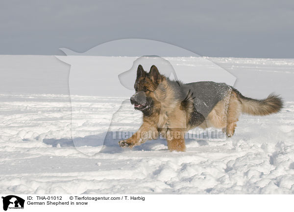 German Shepherd in snow / THA-01012
