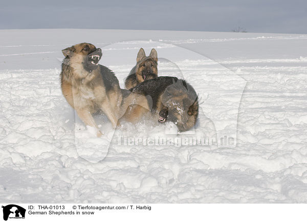 German Shepherds in snow / THA-01013