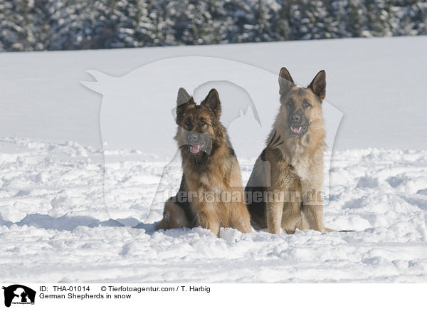 German Shepherds in snow / THA-01014