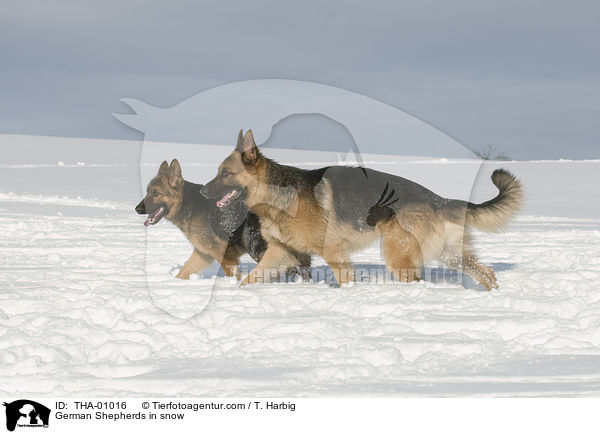 German Shepherds in snow / THA-01016