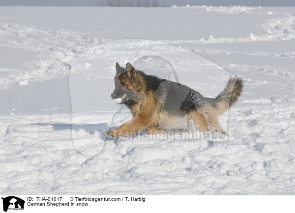 German Shepherd in snow / THA-01017