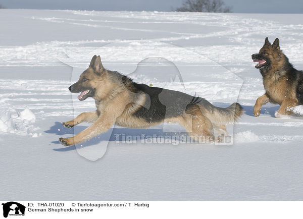 German Shepherds in snow / THA-01020