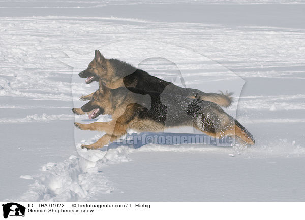 German Shepherds in snow / THA-01022