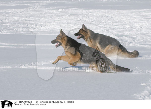 German Shepherds in snow / THA-01023