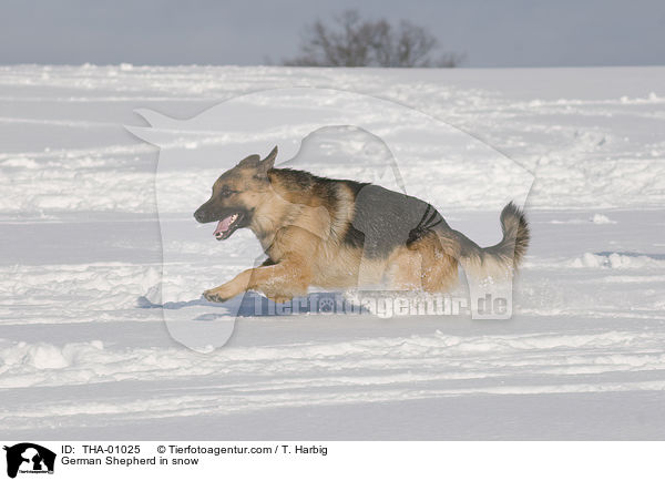German Shepherd in snow / THA-01025