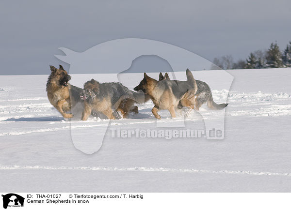 German Shepherds in snow / THA-01027
