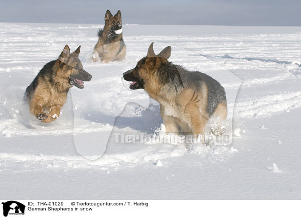 German Shepherds in snow / THA-01029
