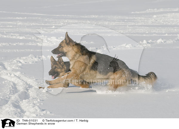 German Shepherds in snow / THA-01031