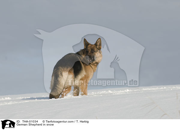 German Shepherd in snow / THA-01034