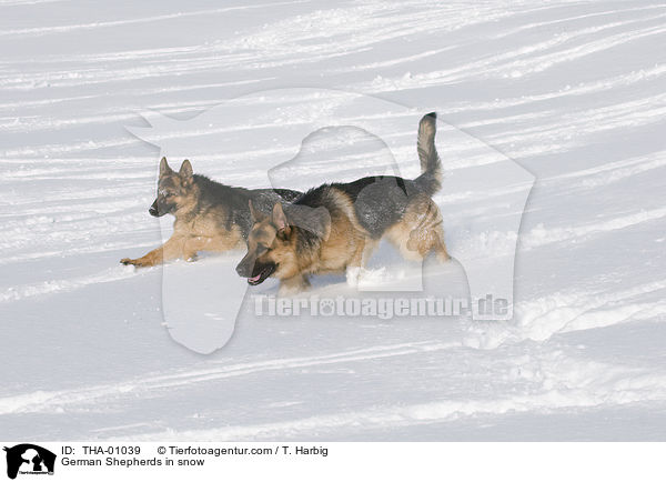 German Shepherds in snow / THA-01039