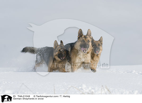 German Shepherds in snow / THA-01048