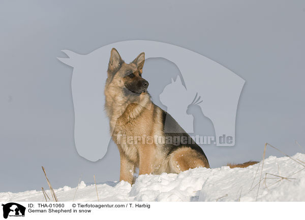 German Shepherd in snow / THA-01060