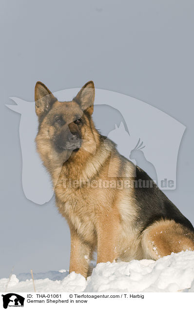 German Shepherd in snow / THA-01061