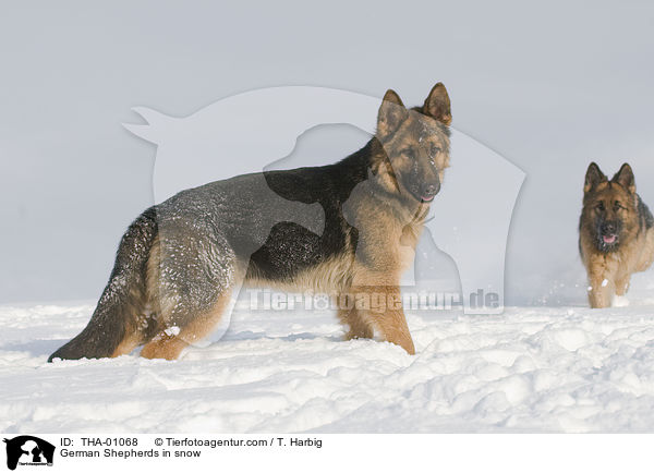 German Shepherds in snow / THA-01068