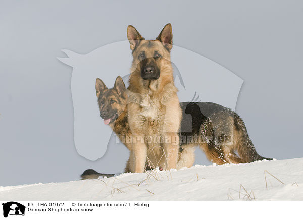 German Shepherds in snow / THA-01072
