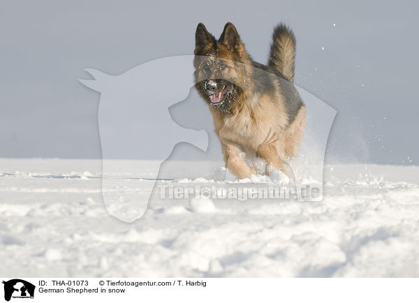 German Shepherd in snow / THA-01073
