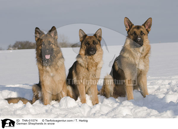 German Shepherds in snow / THA-01074