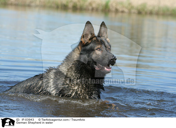 German Shepherd in water / IF-03943