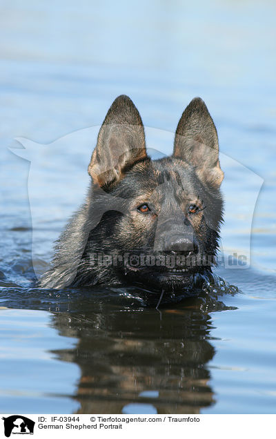 German Shepherd Portrait / IF-03944