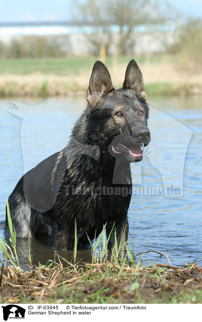 German Shepherd in water / IF-03945