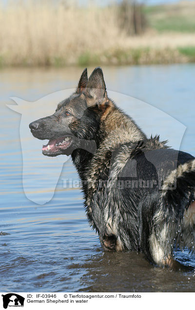 German Shepherd in water / IF-03946