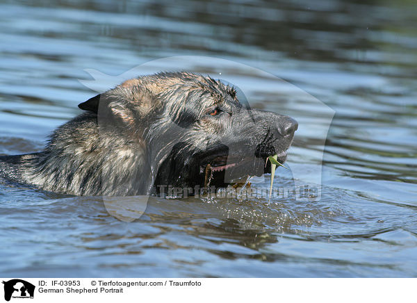 German Shepherd Portrait / IF-03953