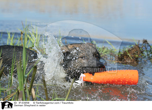 German Shepherd in water / IF-03958