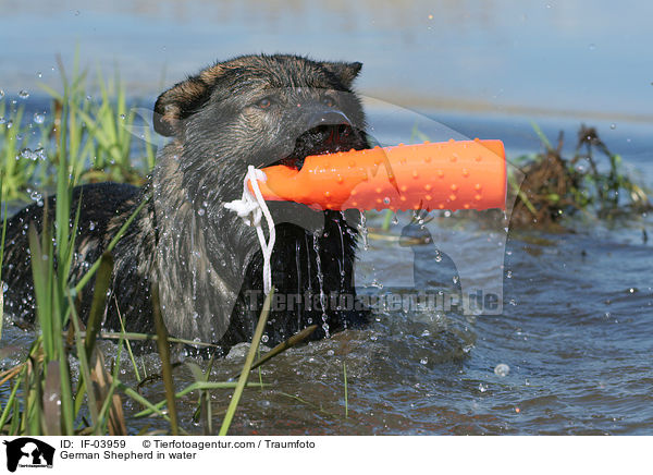 German Shepherd in water / IF-03959