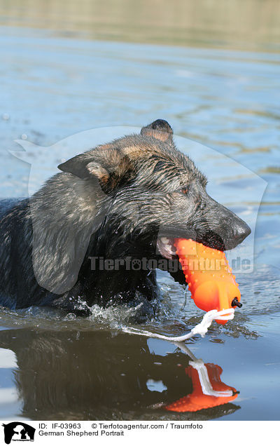 German Shepherd Portrait / IF-03963