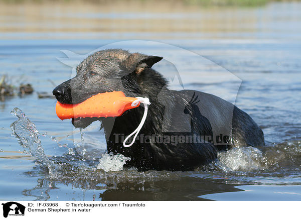 Deutscher Schferhund im Wasser / German Shepherd in water / IF-03968