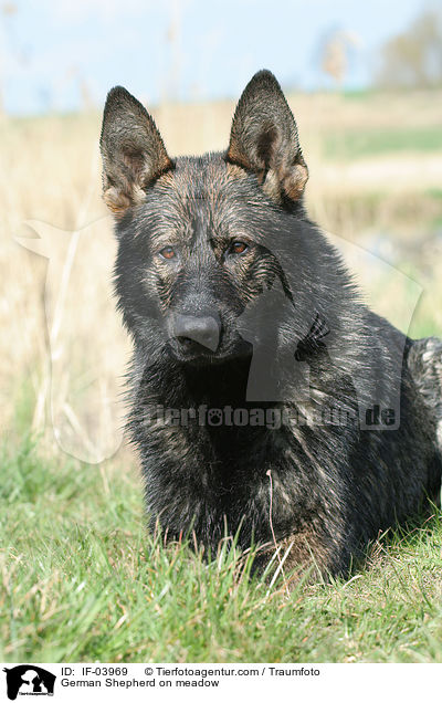 German Shepherd on meadow / IF-03969