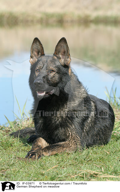 German Shepherd on meadow / IF-03971