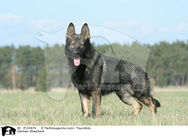 German Shepherd / IF-03974