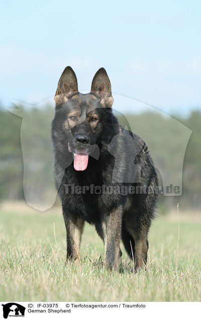 German Shepherd / IF-03975