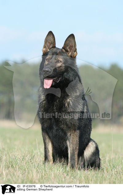 sitzender Deutscher Schferhund / sitting German Shepherd / IF-03976