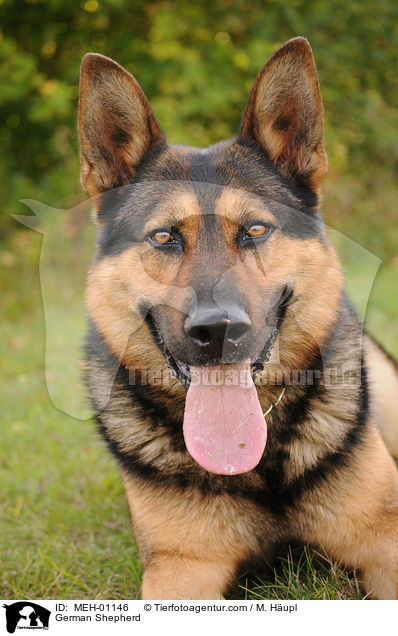 German Shepherd / MEH-01146