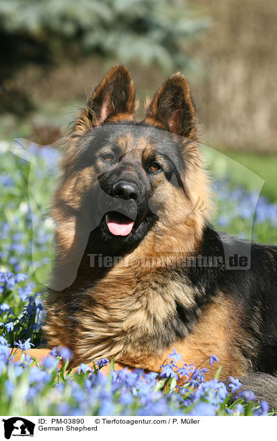 German Shepherd / PM-03890