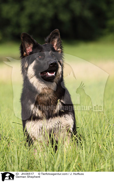 Deutscher Schferhund / German Shepherd / JH-06517
