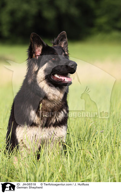 Deutscher Schferhund / German Shepherd / JH-06518