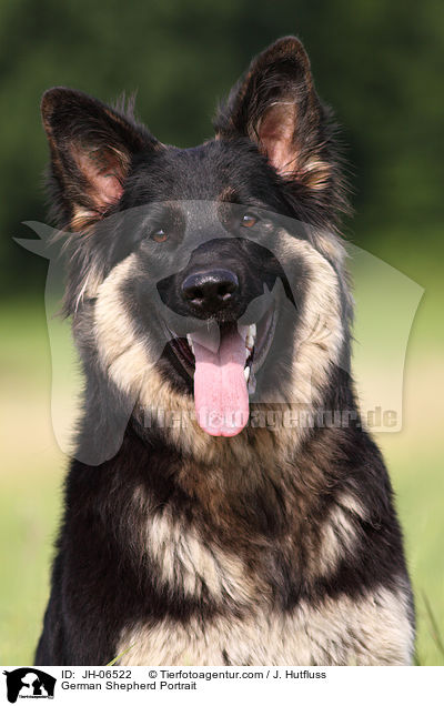 Deutscher Schferhund Portrait / German Shepherd Portrait / JH-06522
