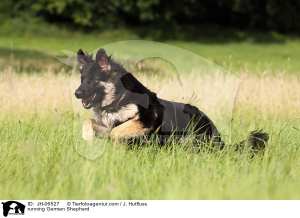 running German Shepherd / JH-06527