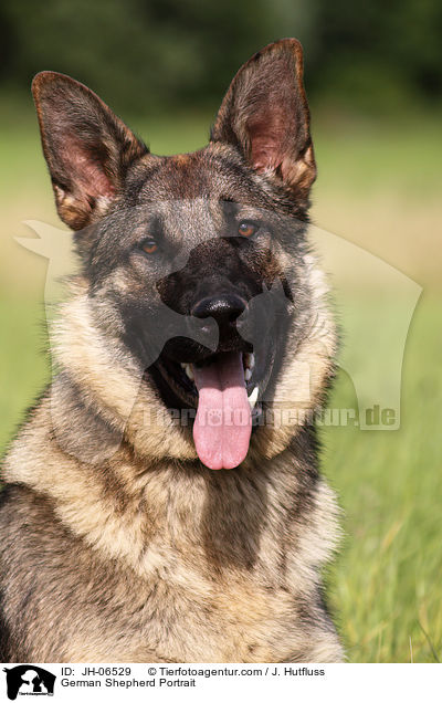 Deutscher Schferhund Portrait / German Shepherd Portrait / JH-06529