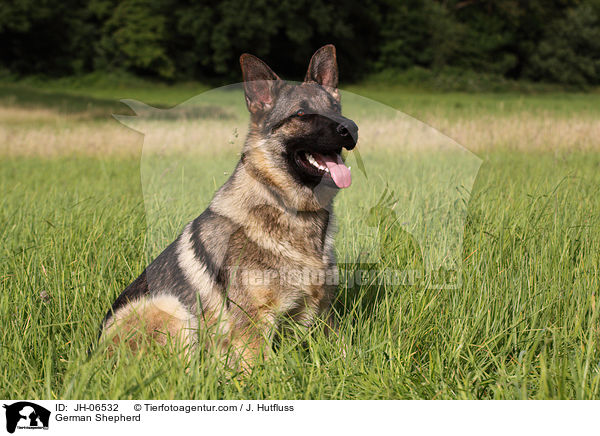 German Shepherd / JH-06532