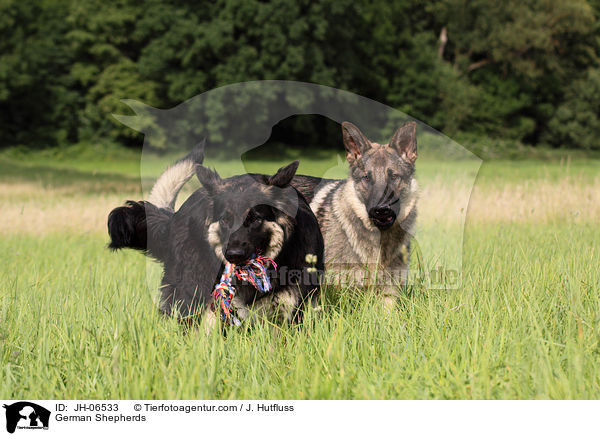 Deutsche Schferhunde / German Shepherds / JH-06533