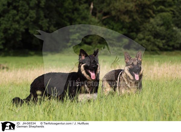 Deutsche Schferhunde / German Shepherds / JH-06534