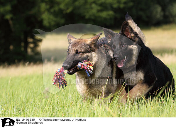 Deutsche Schferhunde / German Shepherds / JH-06535