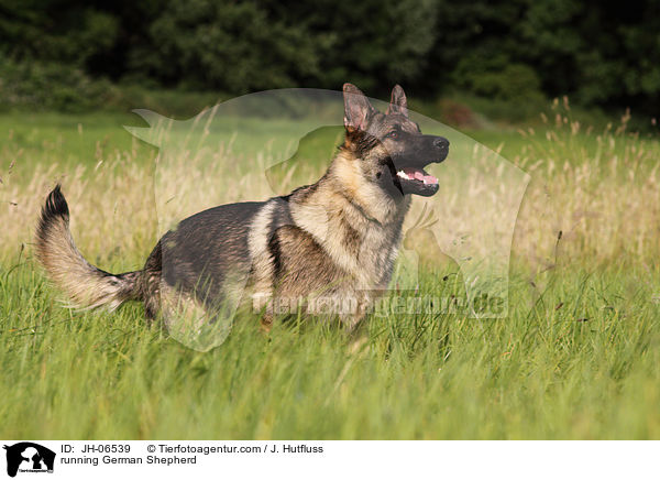 rennender Deutscher Schferhund / running German Shepherd / JH-06539