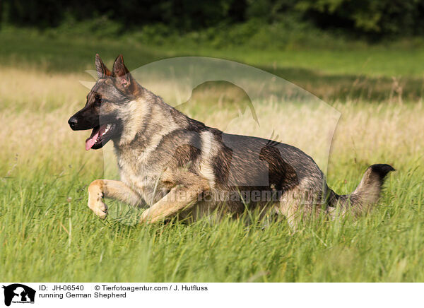 rennender Deutscher Schferhund / running German Shepherd / JH-06540