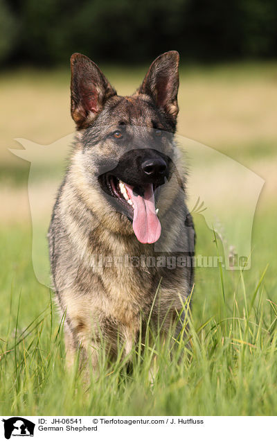 German Shepherd / JH-06541