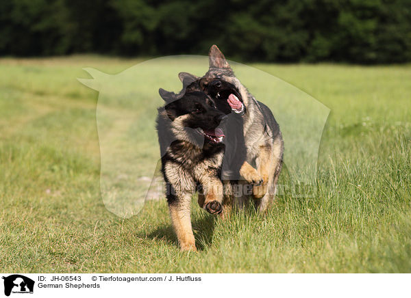 German Shepherds / JH-06543